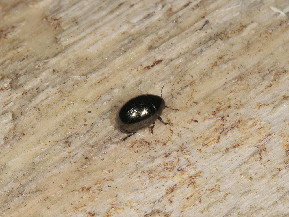 Oomorphus concolor (Chrysomelidae)?